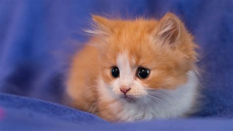 Orange White Tabby Cat Kitten On Soft Purple Cloth HD Kitten Wallpapers ...