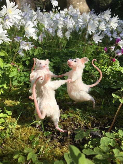 Dancing Mice - Etsy | Dieren, Grappig, Foto's