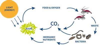 What is an ecosystem?