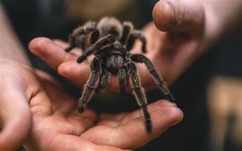 Is Your Tarantula Molting? Why Tarantulas Molt and Signs to Watch For – Dragon's Diet