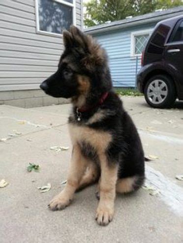 Introducing the Miniature German Shepherd - Animalso