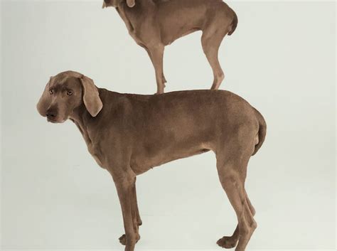 William Wegman’s Weimaraners - For Sale on Artsy