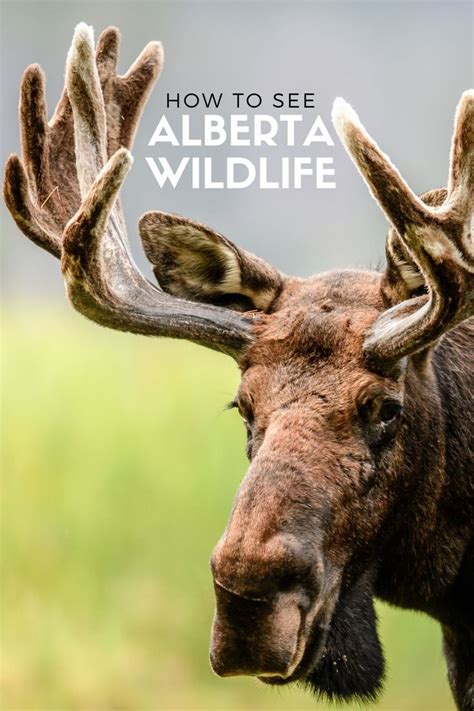 How to See and Photograph Alberta Wildlife in 2021 | Wildlife, Canada ...