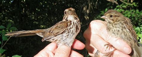 BSBO Bird Bander's Blog: Fall Passerine Migration Commences in the Lake Erie Marsh Region