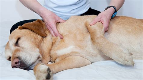 Here’s How to Give Your Furry Friend A Dog Massage