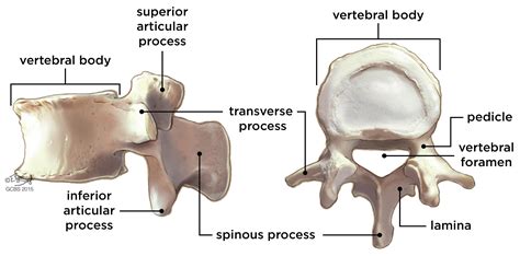 Lumbar Vertebra | Medical coding, Medical facts, Online training courses