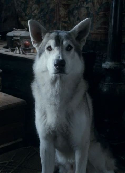 Nymeria (direwolf) | Dire wolf, Stark direwolf, Game of thrones