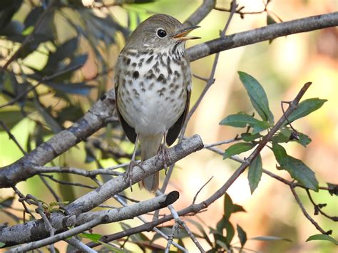 Hermit Thrush..jpg | BirdForum