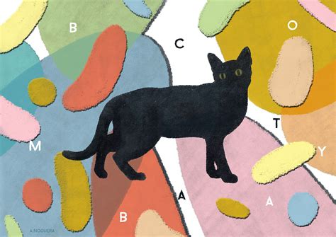 Bombay Cat :: Behance