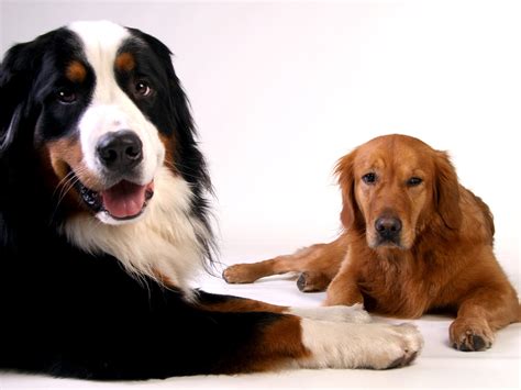 Fotos gratis : perro, animal, mascota, Golden retriever, vertebrado, bueno, raza canina, querido ...