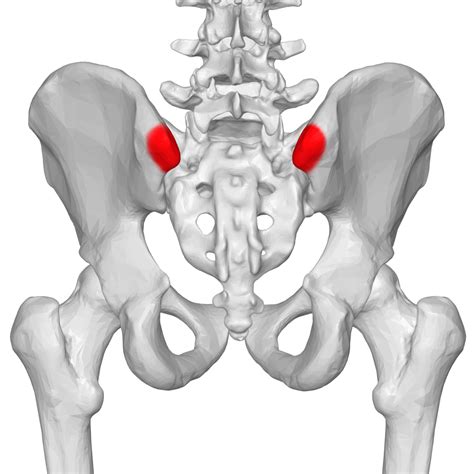 human biology - Ligaments at the posterior superior iliac spine - Biology Stack Exchange