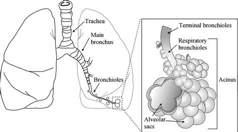 Figure 1 from Respiratory microflows in the pulmonary acinus ...