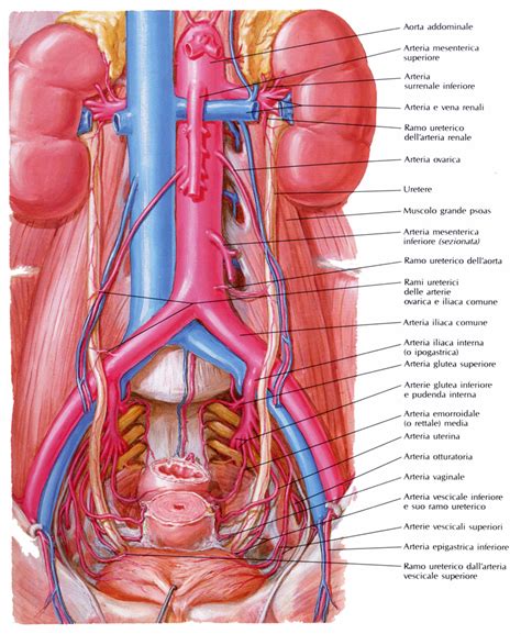 Anatomia macroscopica e microscopica del rene