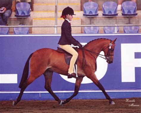 Breed Standard | Riding Pony Stud Book Society Ltd