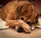 Paw Behavior - Dog or Canine training, behavioral training