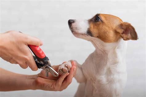 Dog Broken Nail: Next Steps, Home Remedies, and Vet Treatment