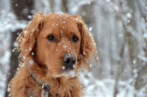 Snowy Puppy Photograph by Joy Alfandre - Fine Art America