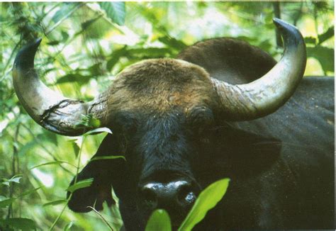 UNESCO-gforpcrossing: Thailand - Thungyai-Huai Kha Khaeng Wildlife Sanctuaries