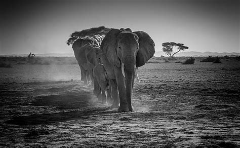 HD wallpaper: wildlife photography of group of gray elephant near trees, amboseli national park ...