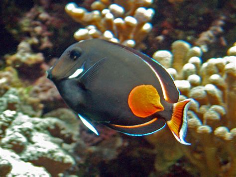 ACANTHURUS | REEF AQUARIUM