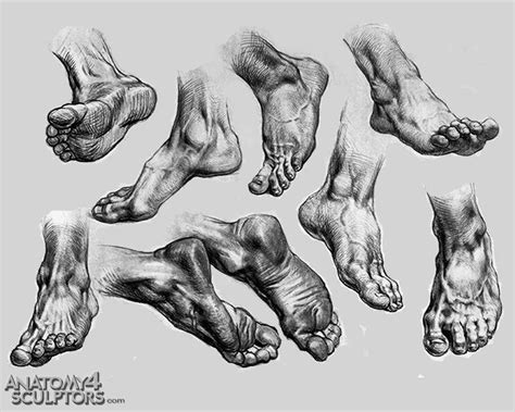 drawing art Feet human Anatomy foot reference tutorial toes references | Human anatomy drawing ...