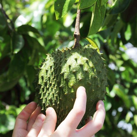 Soursop Trees for Sale– FastGrowingTrees.com