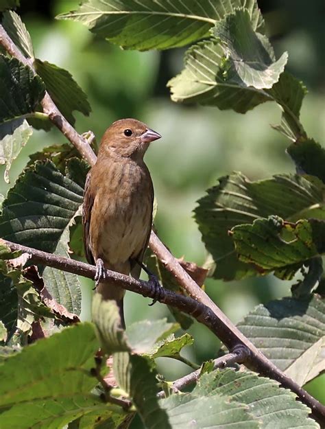 Okie BirdCam - Indigo Bunting female