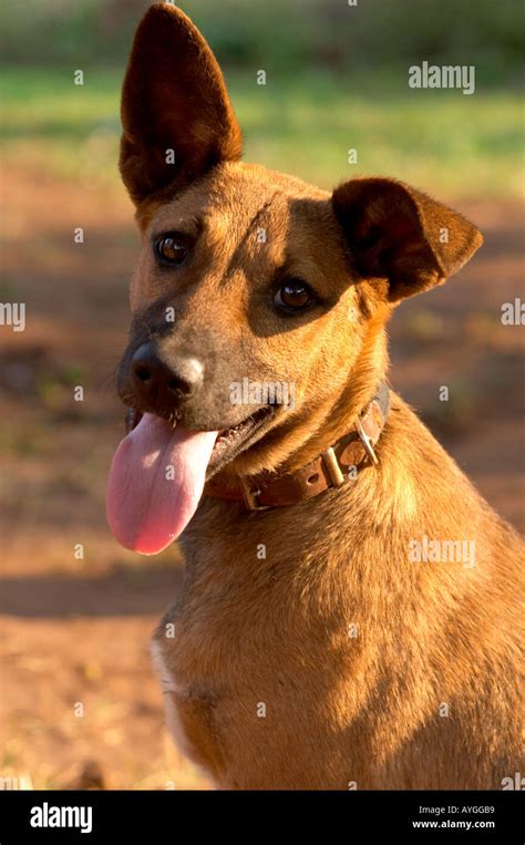 African Village Dog Stock Photo - Alamy