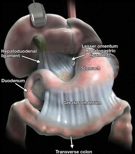 Portal Triad Gross Anatomy