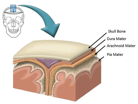 THE MENINGES