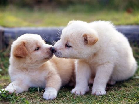 Cute Baby Animals Kissing