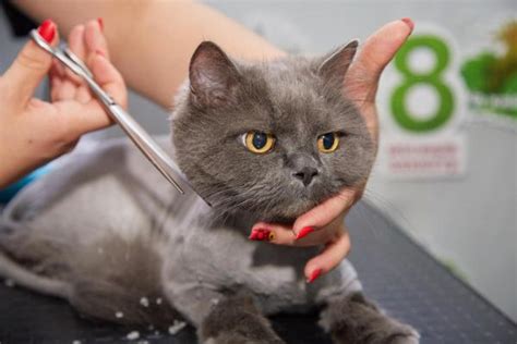 Are Cat Haircuts a Good Idea? - Cutting, Shaving or Trimming a Cat's Hair