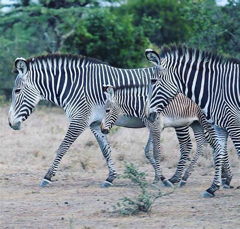 Contact Us - Mount Kenya Wildlife Estate