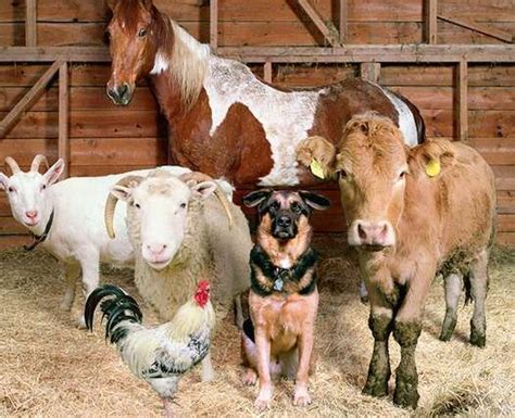 farm house images with animals - Rather Fun Online Diary Pictures