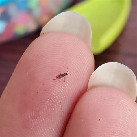 These tiny bugs are all over my house : r/whatisthisbug