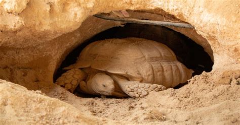 How To Build A Desert Tortoise Habitat - All Turtles