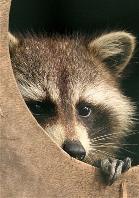 Raccoon Facts - Animal Facts Encyclopedia