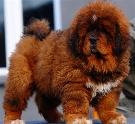 Tibetan Mastiff Dog Info, Puppies, Sale Cost, Facts, Pictures