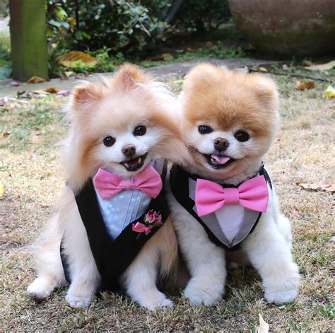 Is Boo Just A Pomeranian With a Haircut?