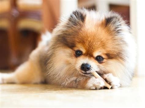 18 Best and Popular Pomeranian Mix Breeds 2023 - Canine HQ