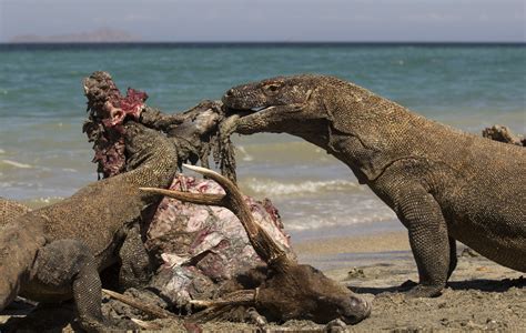 Deadly but not Dangerous: How Ecologically Effective are Komodo Dragons as an Apex Predator ...