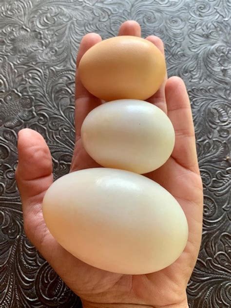 1 Dz Farm Fresh JUMBO Pekin Duck Eggs. Perfect for Baking and All ...