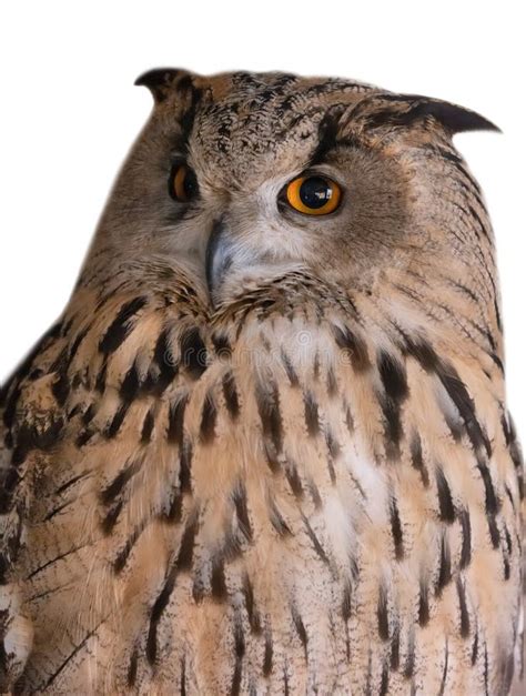 Large Eagle Owl Close-up on White Stock Image - Image of eagle, animal ...