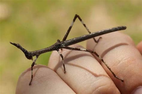 What To Feed Stick Insects?