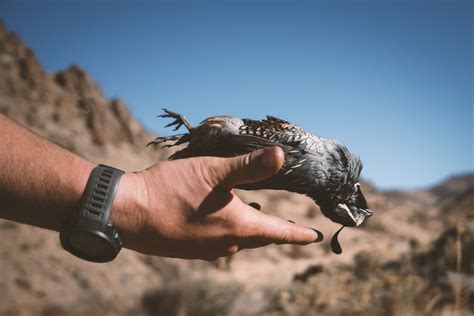 A quail hunter's road trip to California — UPLNDR by Matt Hardinge