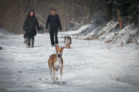 2 Person and 2 Dog Walking in the Snow during Daytime · Free Stock Photo