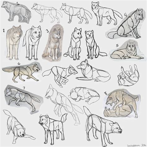 Wolf Anatomy Drawing at PaintingValley.com | Explore collection of Wolf ...