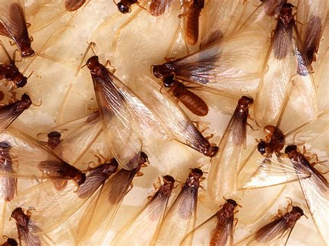 Termites in House: Signs, Prevention, and Treatment