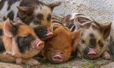 50 Pig Facts That Will Make You Squeal With Joy