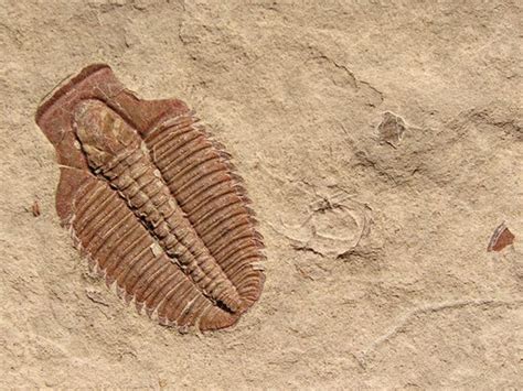 Cambrian Explosion Alive and Well | Fossils, Geology, Body fossil